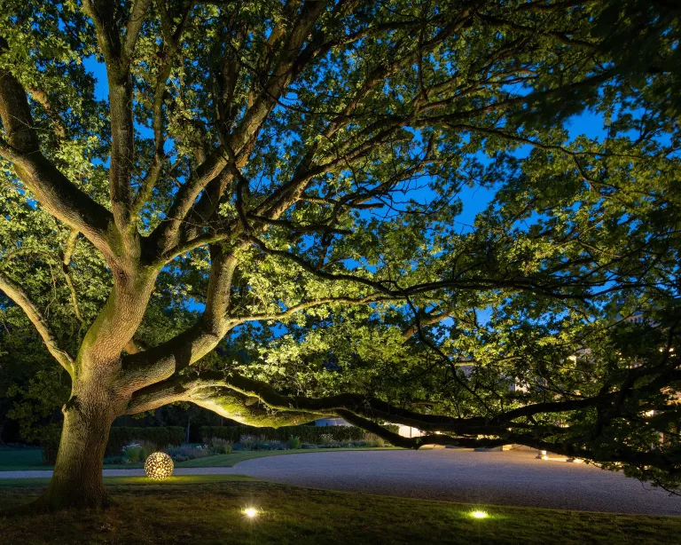 Lighting for Trees